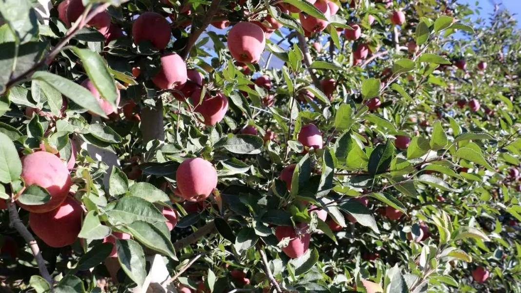 Isparta’da Don ve Kuraklık Gölgesinde Elma Hasadı! Rekoltede Ciddi Düşüş 1